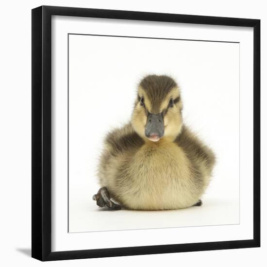 Mallard Duckling (Anas Platyrhynchos) Portrait, Sitting, Aged 1 Week-Mark Taylor-Framed Photographic Print