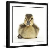 Mallard Duckling (Anas Platyrhynchos) Portrait, Sitting, Aged 1 Week-Mark Taylor-Framed Photographic Print