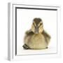 Mallard Duckling (Anas Platyrhynchos) Portrait, Sitting, Aged 1 Week-Mark Taylor-Framed Photographic Print