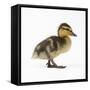 Mallard Duckling, One Week Old-null-Framed Stretched Canvas