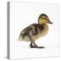 Mallard Duckling, One Week Old-null-Stretched Canvas