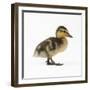 Mallard Duckling, One Week Old-null-Framed Photographic Print