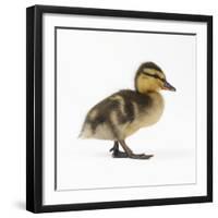 Mallard Duckling, One Week Old-null-Framed Photographic Print