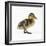 Mallard Duckling, One Week Old-null-Framed Photographic Print