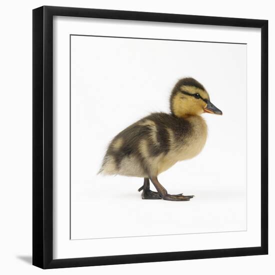 Mallard Duckling, One Week Old-null-Framed Photographic Print