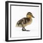 Mallard Duckling, One Week Old-null-Framed Photographic Print