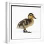 Mallard Duckling, One Week Old-null-Framed Photographic Print