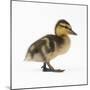 Mallard Duckling, One Week Old-null-Mounted Photographic Print