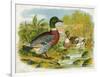 Mallard Ducks and Ducklings-null-Framed Art Print