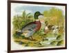 Mallard Ducks and Ducklings-null-Framed Art Print