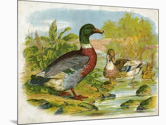 Mallard Ducks and Ducklings-null-Mounted Art Print