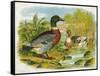 Mallard Ducks and Ducklings-null-Framed Stretched Canvas