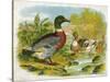 Mallard Ducks and Ducklings-null-Stretched Canvas