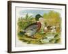 Mallard Ducks and Ducklings-null-Framed Art Print