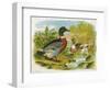 Mallard Ducks and Ducklings-null-Framed Art Print