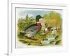 Mallard Ducks and Ducklings-null-Framed Art Print