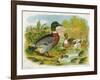 Mallard Ducks and Ducklings-null-Framed Art Print