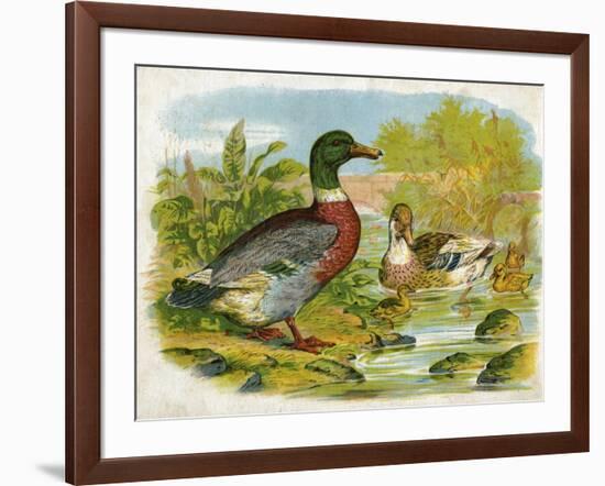 Mallard Ducks and Ducklings-null-Framed Art Print