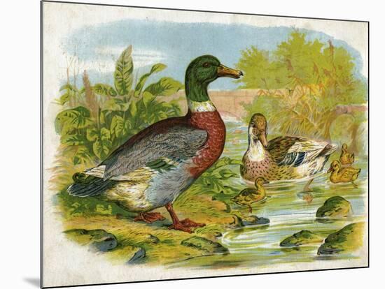 Mallard Ducks and Ducklings-null-Mounted Art Print