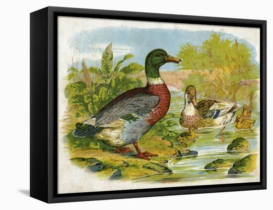 Mallard Ducks and Ducklings-null-Framed Stretched Canvas