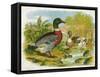 Mallard Ducks and Ducklings-null-Framed Stretched Canvas