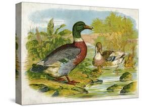 Mallard Ducks and Ducklings-null-Stretched Canvas