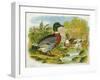 Mallard Ducks and Ducklings-null-Framed Art Print