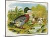 Mallard Ducks and Ducklings-null-Mounted Art Print