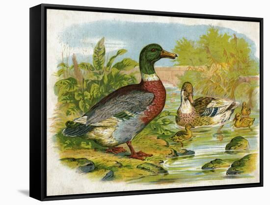 Mallard Ducks and Ducklings-null-Framed Stretched Canvas