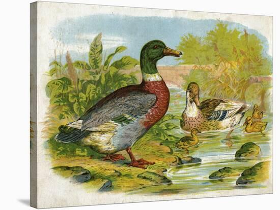 Mallard Ducks and Ducklings-null-Stretched Canvas