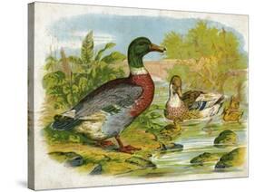 Mallard Ducks and Ducklings-null-Stretched Canvas