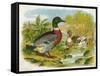 Mallard Ducks and Ducklings-null-Framed Stretched Canvas