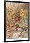 Mallard Ducks and Nest, Illustration from 'Country Days and Country Ways'-Louis Fairfax Muckley-Framed Giclee Print