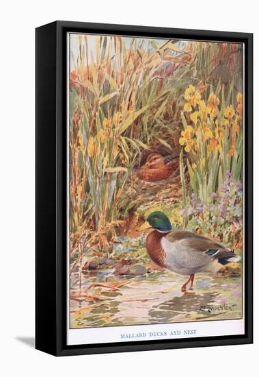 Mallard Ducks and Nest, Illustration from 'Country Days and Country Ways'-Louis Fairfax Muckley-Framed Stretched Canvas