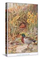 Mallard Ducks and Nest, Illustration from 'Country Days and Country Ways'-Louis Fairfax Muckley-Stretched Canvas