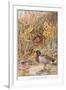 Mallard Ducks and Nest, Illustration from 'Country Days and Country Ways'-Louis Fairfax Muckley-Framed Giclee Print