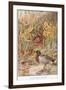 Mallard Ducks and Nest, Illustration from 'Country Days and Country Ways'-Louis Fairfax Muckley-Framed Giclee Print