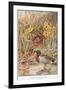 Mallard Ducks and Nest, Illustration from 'Country Days and Country Ways'-Louis Fairfax Muckley-Framed Giclee Print