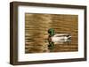 Mallard ducks at Woodland Park in Kalispell, Montana, USA-Chuck Haney-Framed Photographic Print