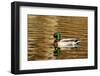 Mallard ducks at Woodland Park in Kalispell, Montana, USA-Chuck Haney-Framed Photographic Print