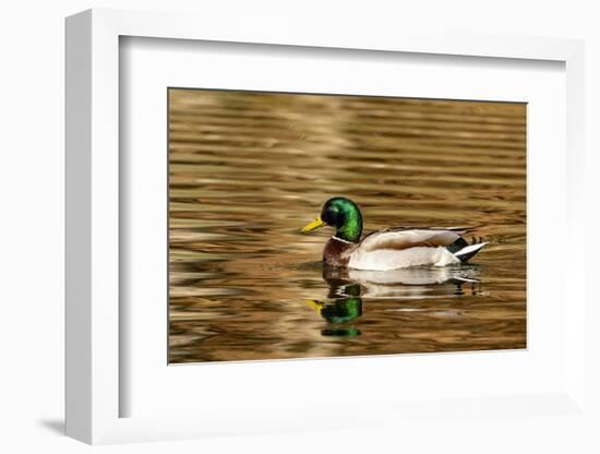 Mallard ducks at Woodland Park in Kalispell, Montana, USA-Chuck Haney-Framed Photographic Print
