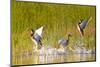 Mallard ducks takeoff from Whitefish Lake in Montana-Chuck Haney-Mounted Photographic Print
