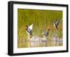 Mallard Ducks Takeoff From Whitefish Lake, Montana, USA-Chuck Haney-Framed Photographic Print