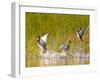 Mallard Ducks Takeoff From Whitefish Lake, Montana, USA-Chuck Haney-Framed Photographic Print