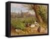 Mallard Ducks with their Ducklings-Carl Jutz-Framed Stretched Canvas