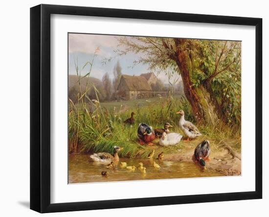 Mallard Ducks with their Ducklings-Carl Jutz-Framed Giclee Print