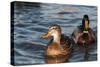 Mallard Ducks-null-Stretched Canvas