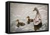 Mallard Ducks-null-Framed Stretched Canvas