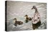 Mallard Ducks-null-Stretched Canvas