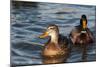 Mallard Ducks-null-Mounted Photographic Print